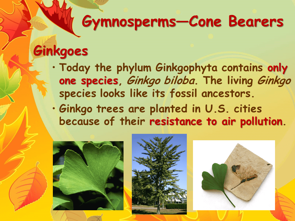 Ferns and Their Relatives