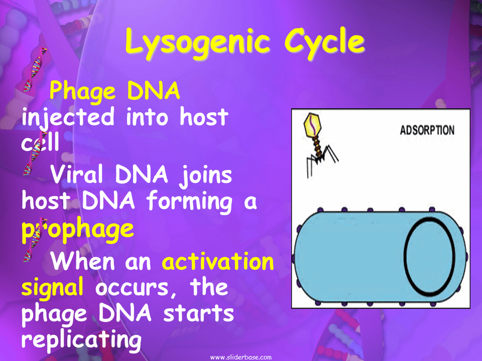 Viral Latency