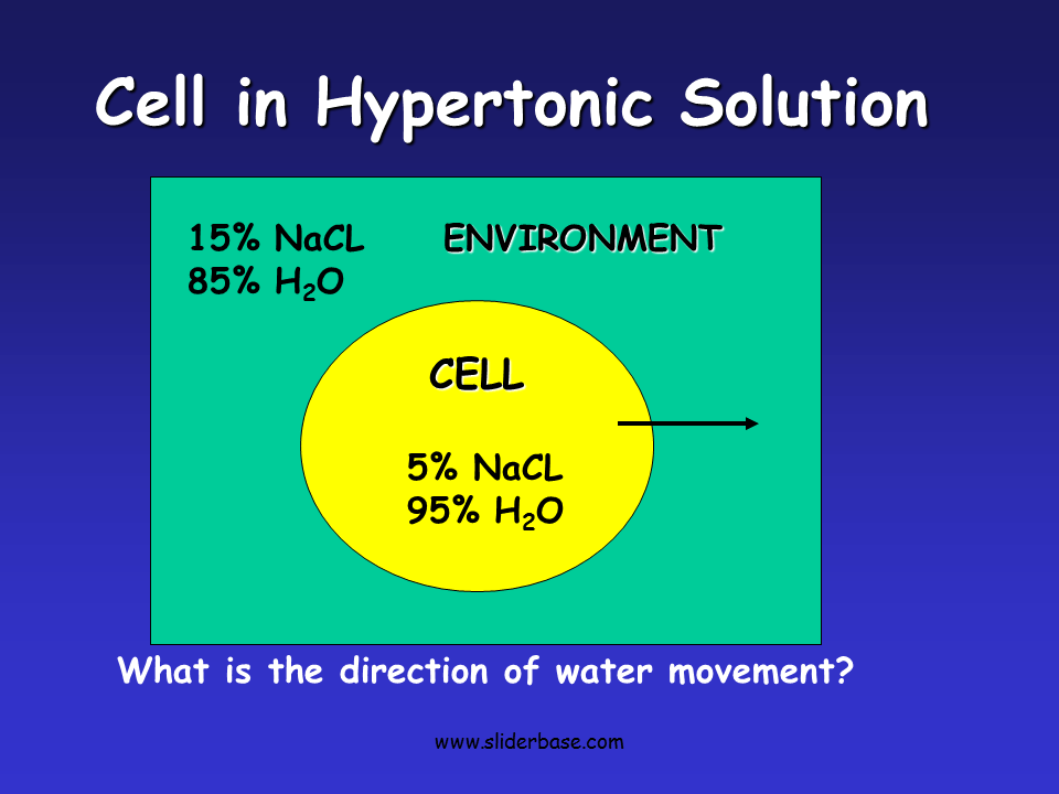 What Happens To Animal Cell In Hypertonic Solution 07 membrane