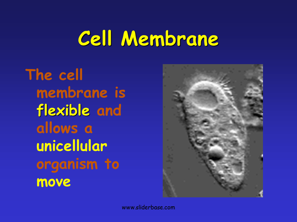 Plasma MembraneGateway to the Cell Presentation Biology