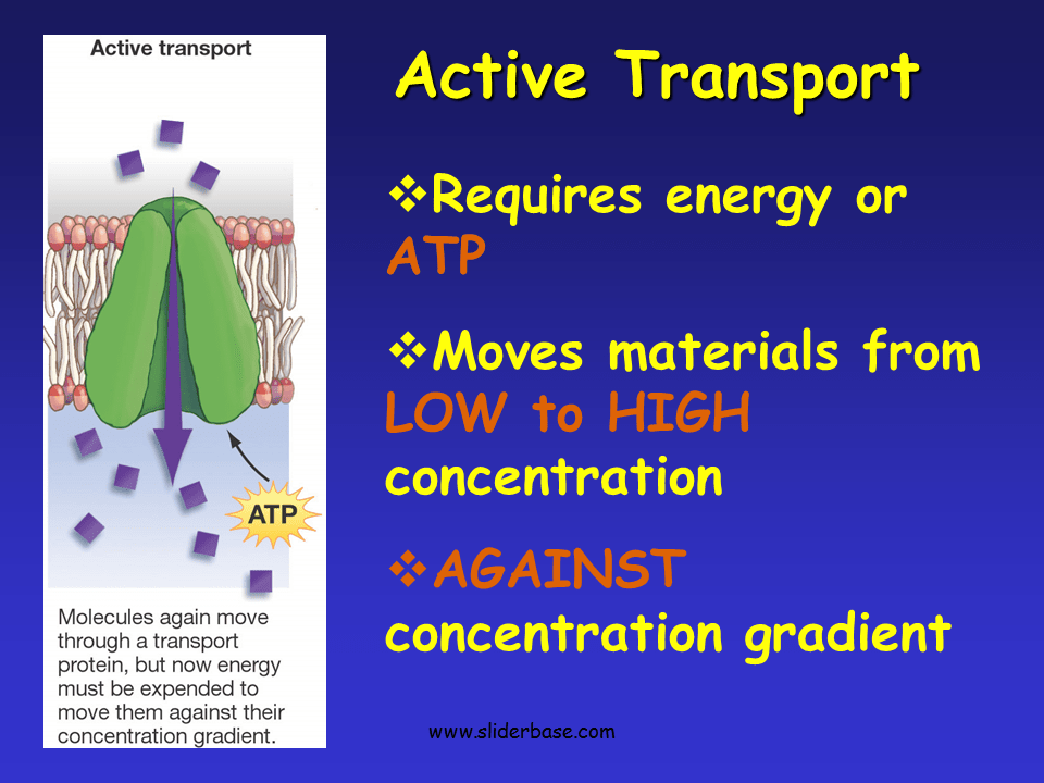 Active Transport Carrier Protein Diffusion Transport Informations Lane