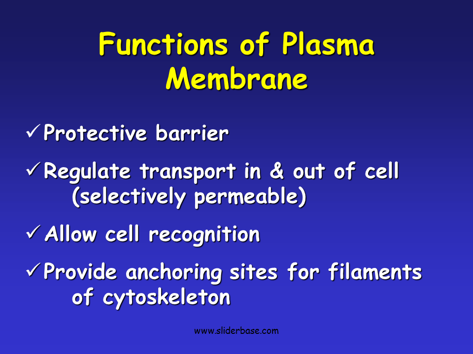 Plasma MembraneGateway to the Cell Presentation Biology