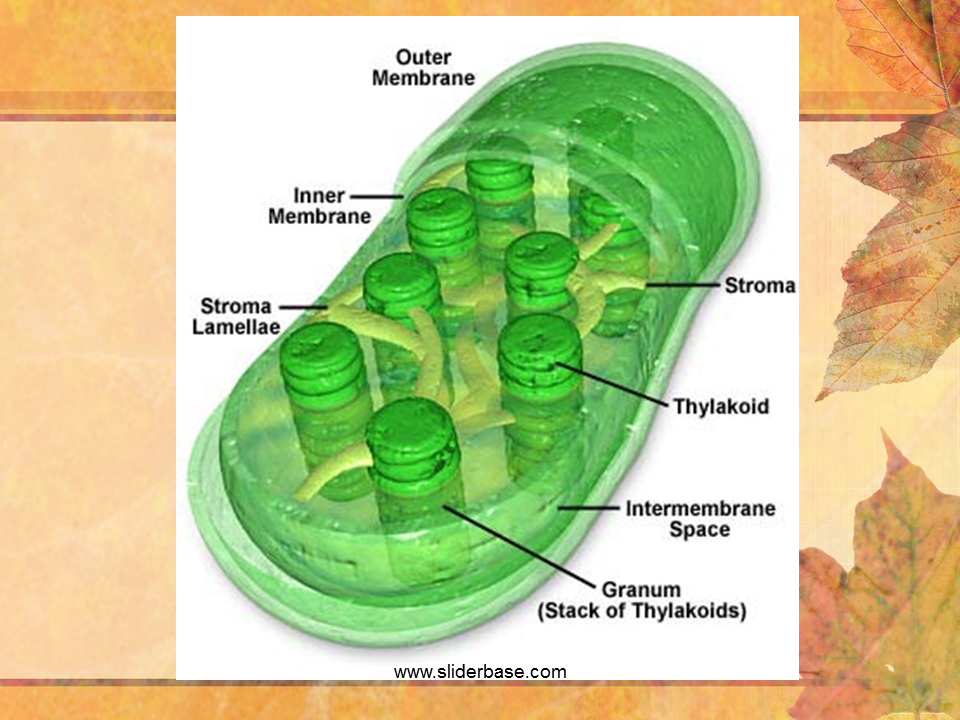 What Is The Stroma In Plants