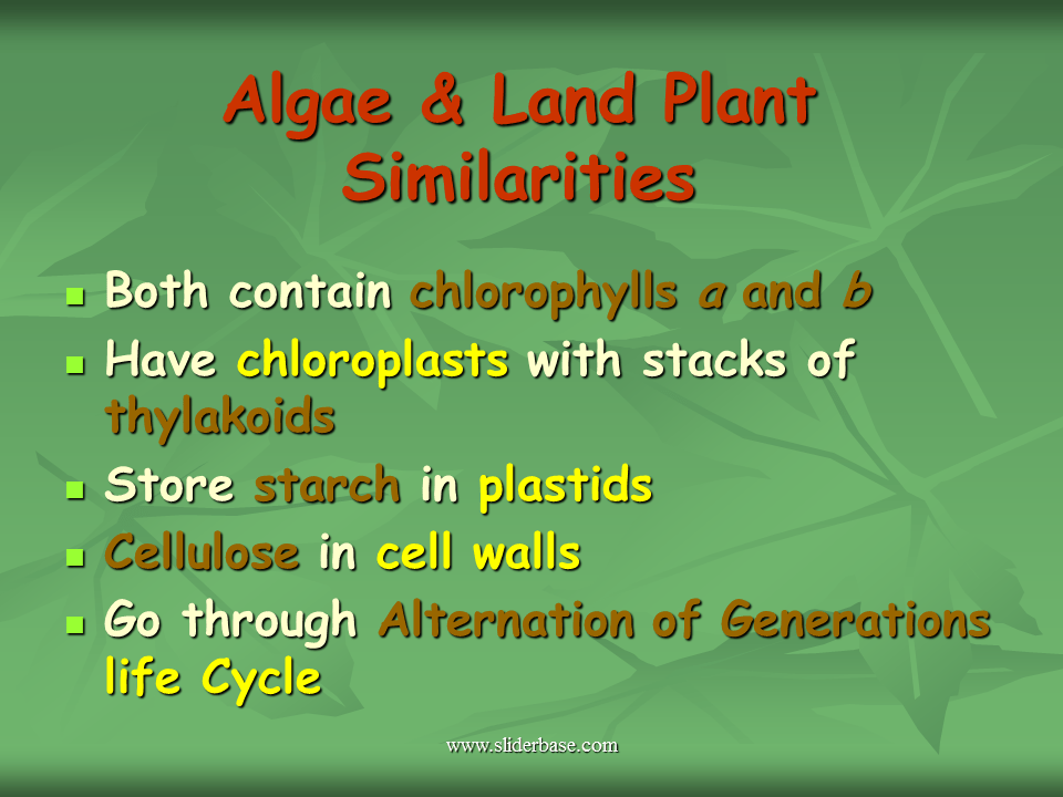 Introduction to the Plant Kingdom Presentation Biology
