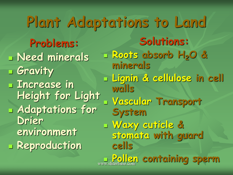 Introduction to the Plant Kingdom Presentation Biology