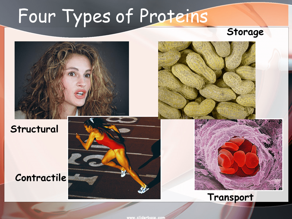 Proteins
