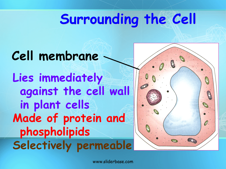 Basic Structure of a Cell Presentation Biology