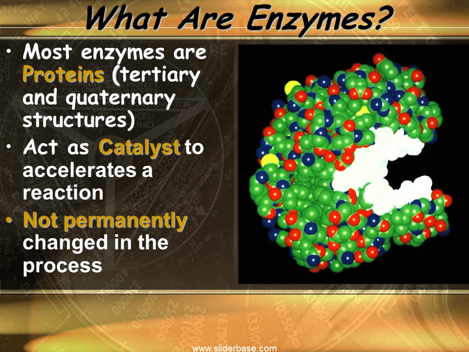 Enzymes Presentation Biology