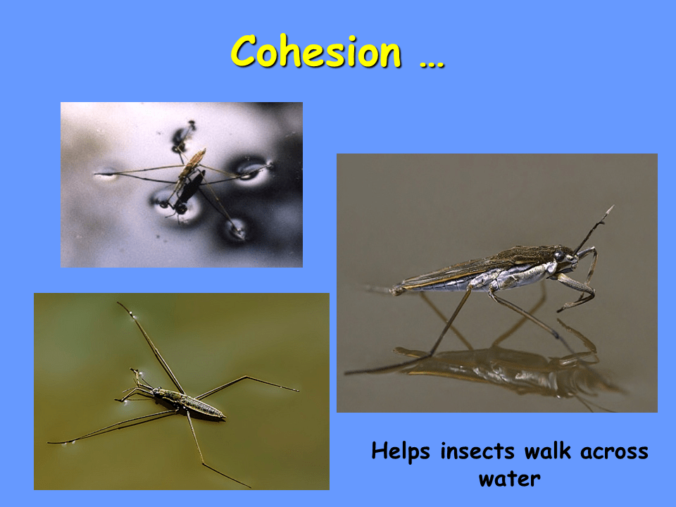 Adhesion