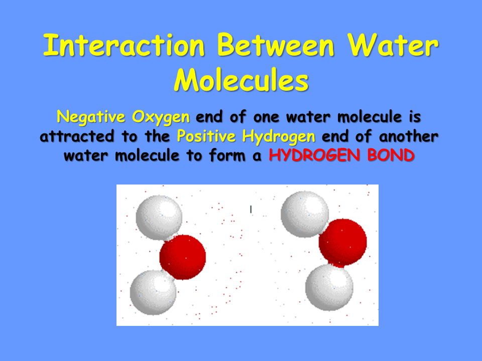 Properties of Water Presentation Biology
