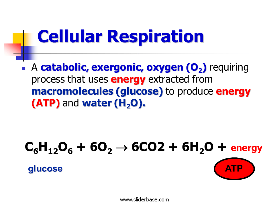 Cellular respiration Presentation Biology