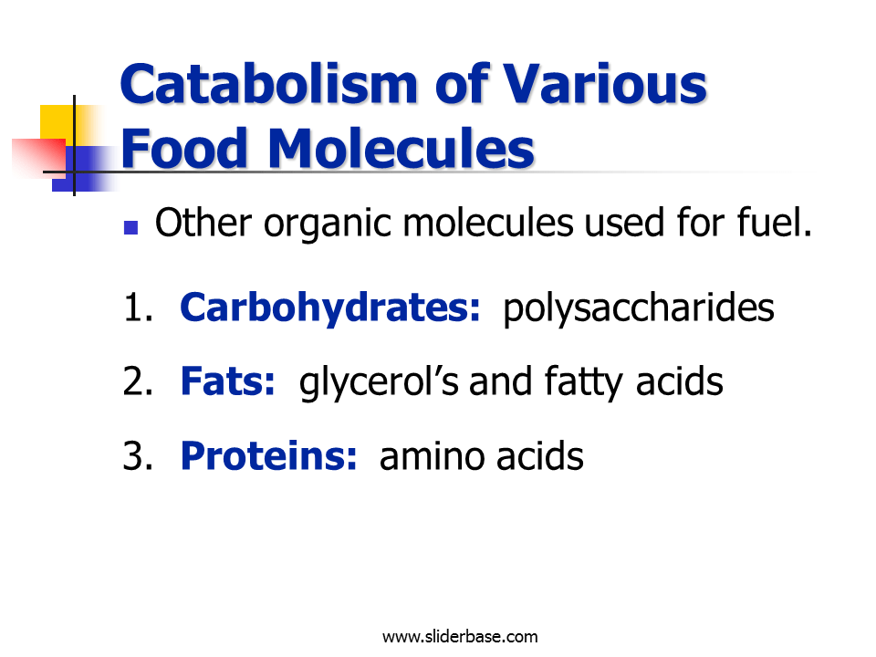 Catabolism of Various Food Molecules