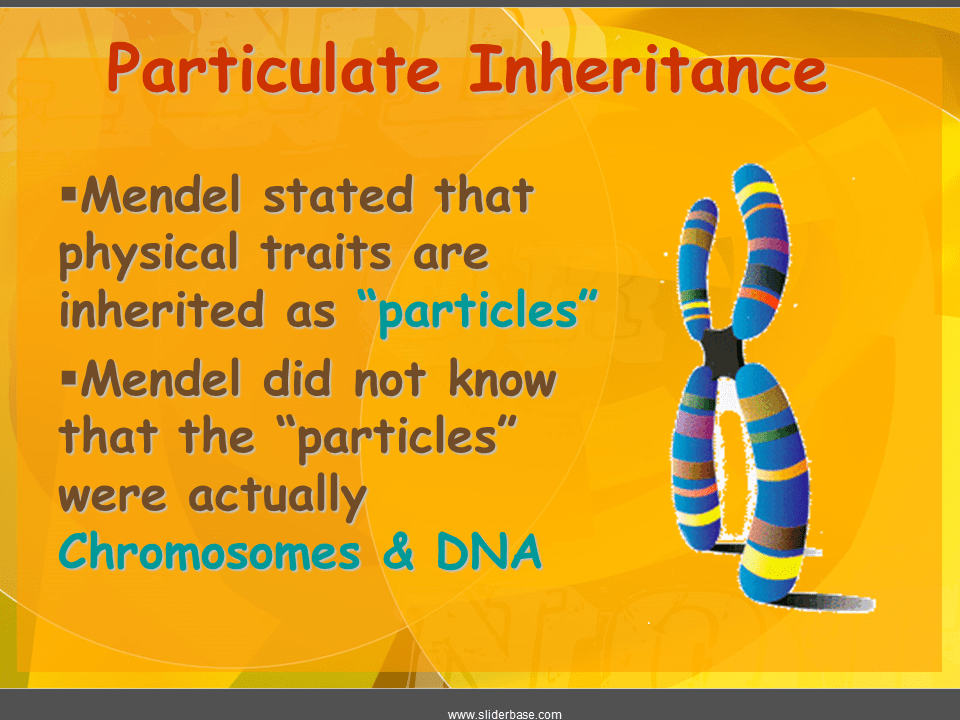 Mendelian Presentation Biology