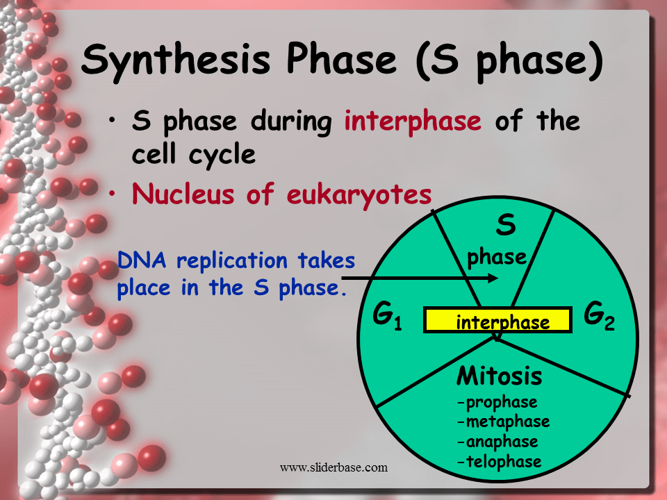 DNA Replication