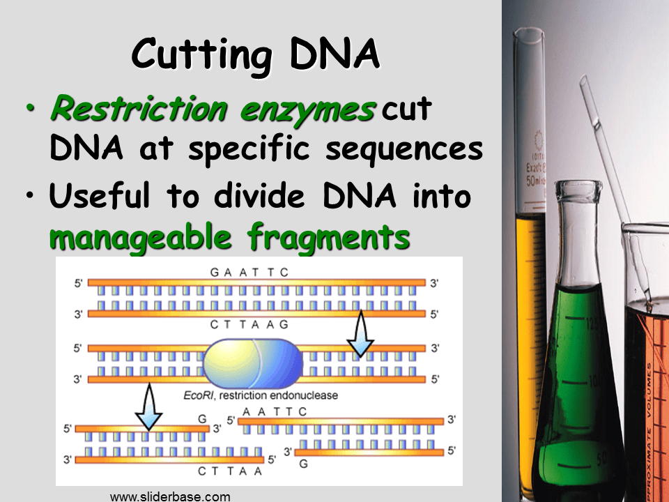 DNA Technology Presentation Biology