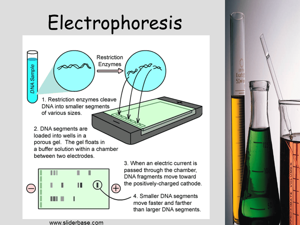 DNA Technology Presentation Biology