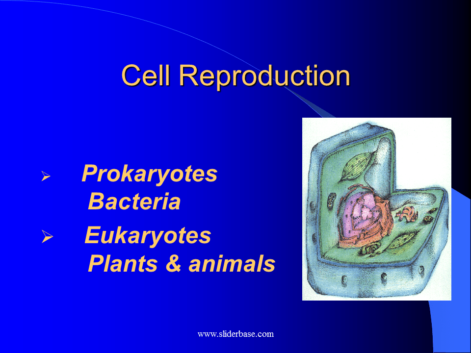 Cell Reproduction Presentation Biology