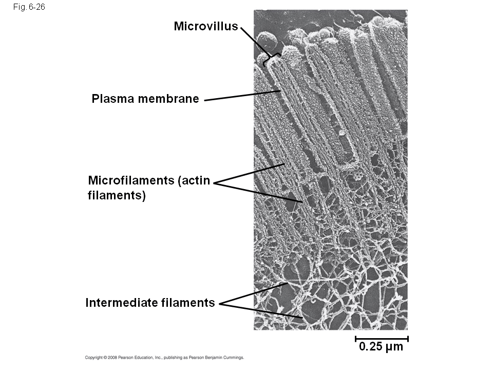 Plasmodesmata in Plant Cells