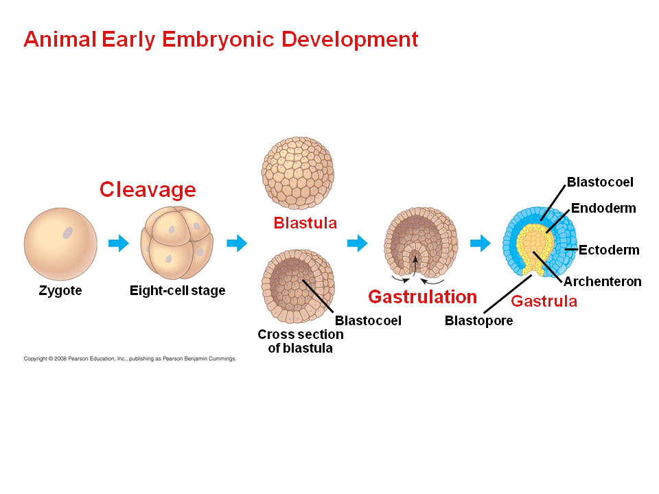 An Introduction to Animal Diversity Presentation Biology