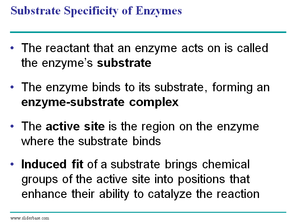 Substrate Specificity of Enzymes