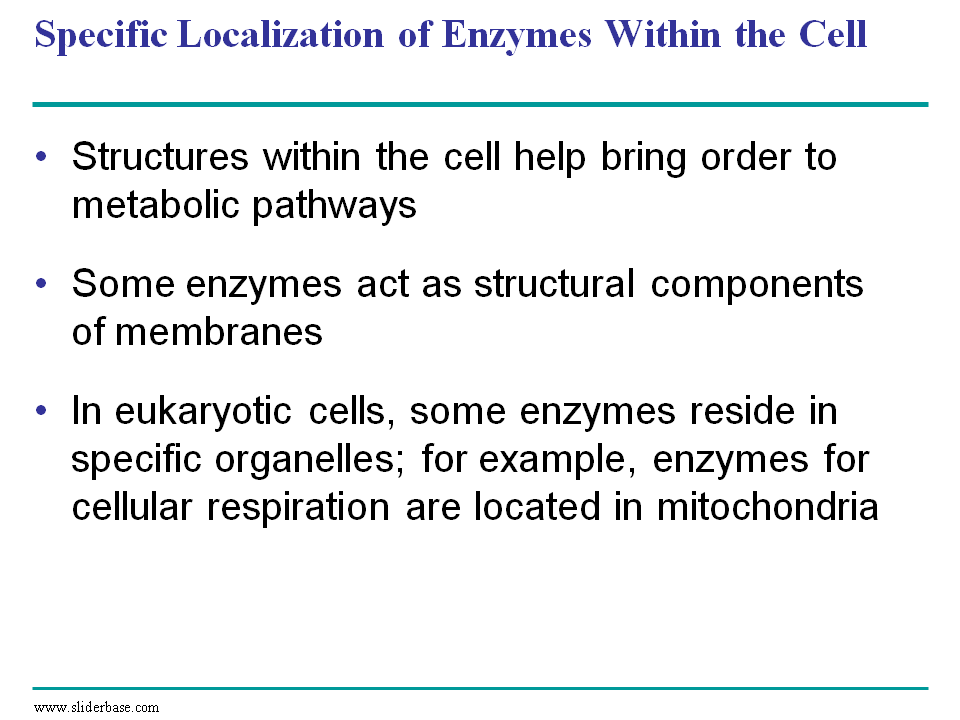 Specific Localization of Enzymes Within the Cell
