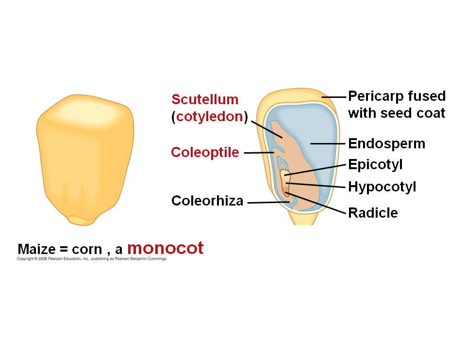 Structure of the Mature Seed