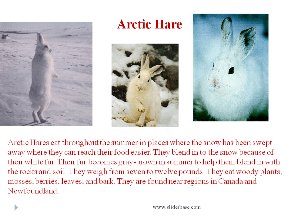 Arctic Hares Eat About The Arctic Hare The Arctic Hare S Place In The