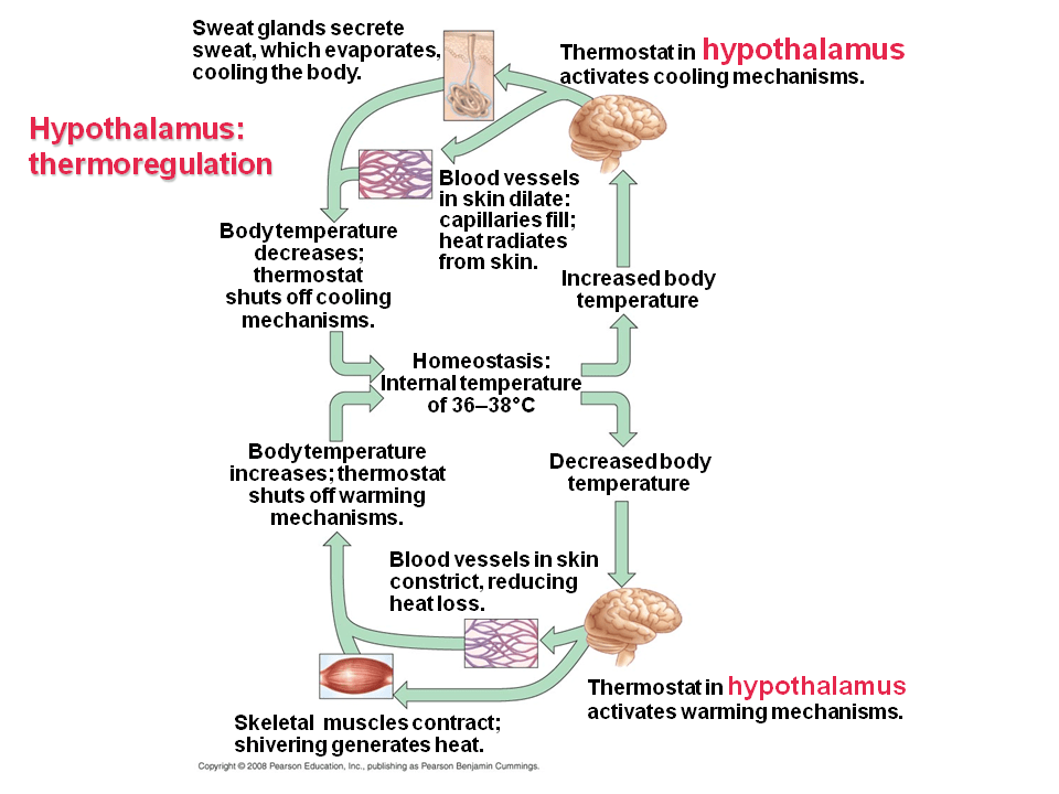 Acclimatization in Thermoregulation
