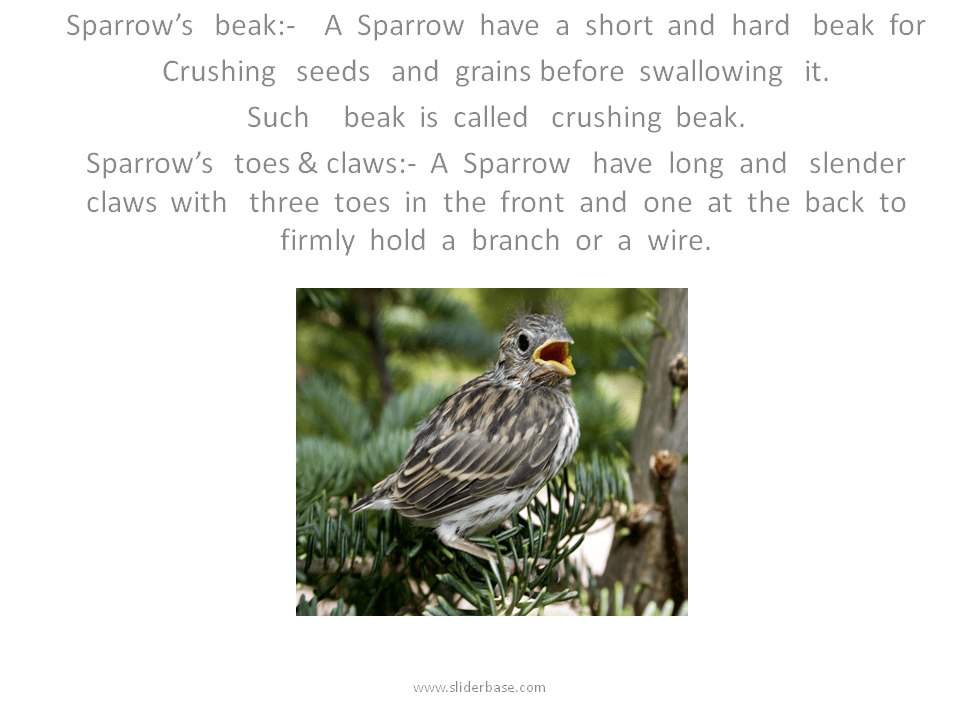 Beaks ,feet &claws of Birds Presentation Biology