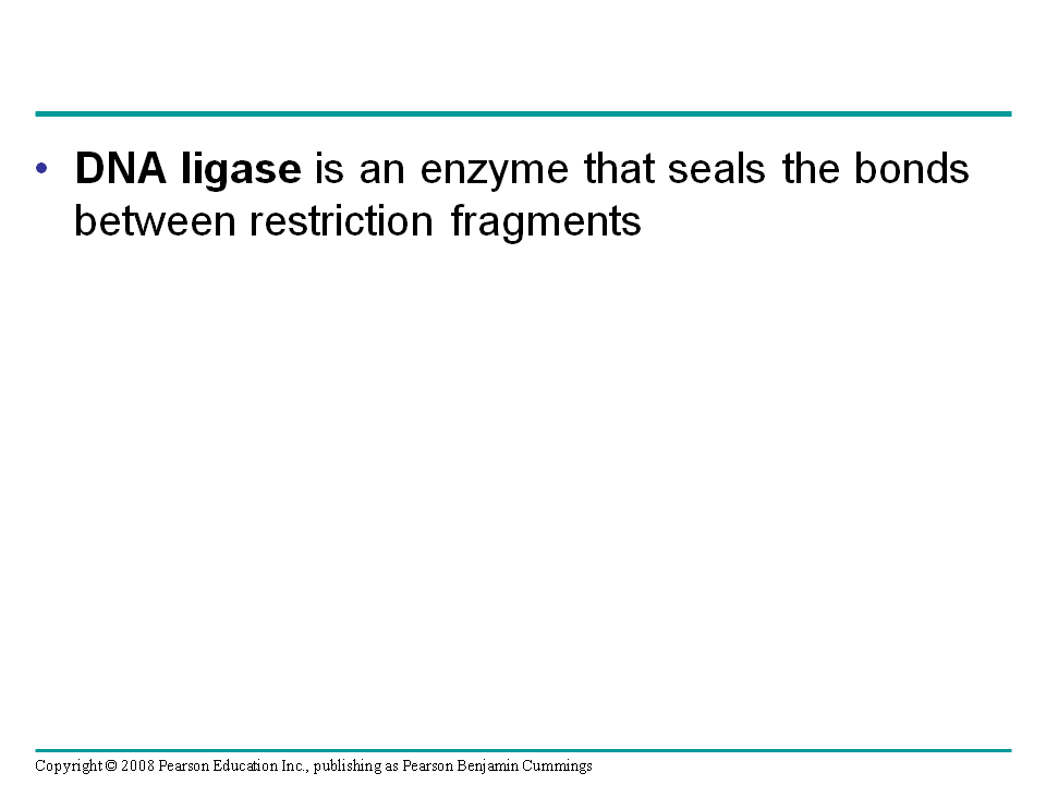 Using Restriction Enzymes to Make DNA