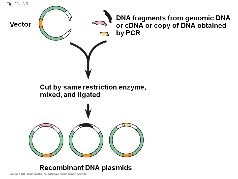 Using Restriction Enzymes to Make DNA