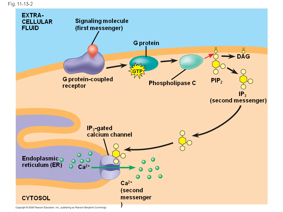 Cell Signaling