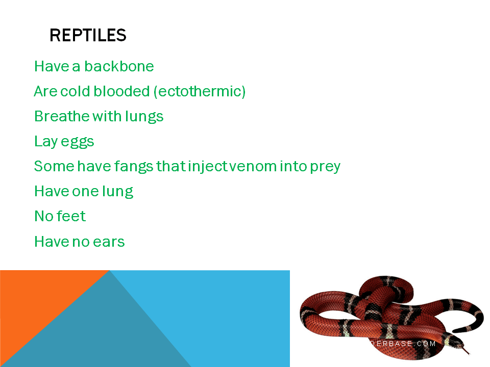Definition of vertebrates Presentation Biology
