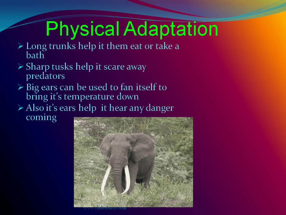 Elephants Presentation Biology