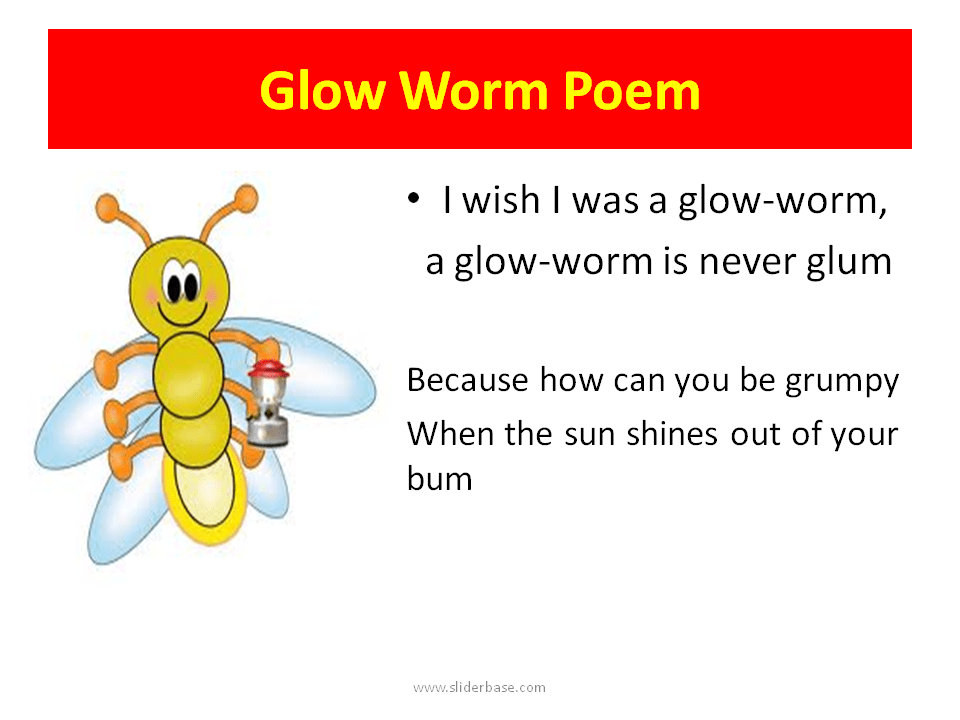 Glow Worms Presentation Biology