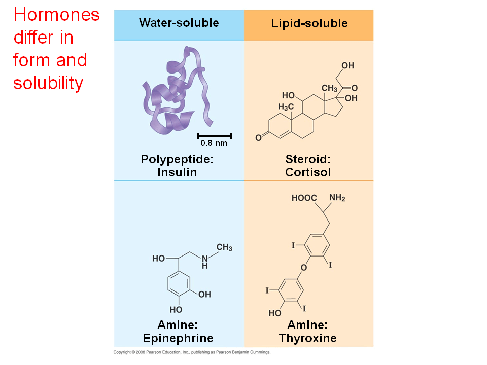 Which Hormones Are Lipid Soluble cloudshareinfo
