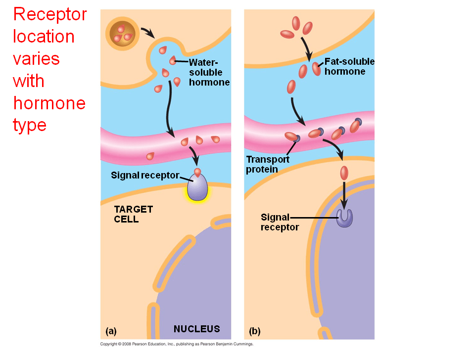 Pathway for WaterSoluble Hormones