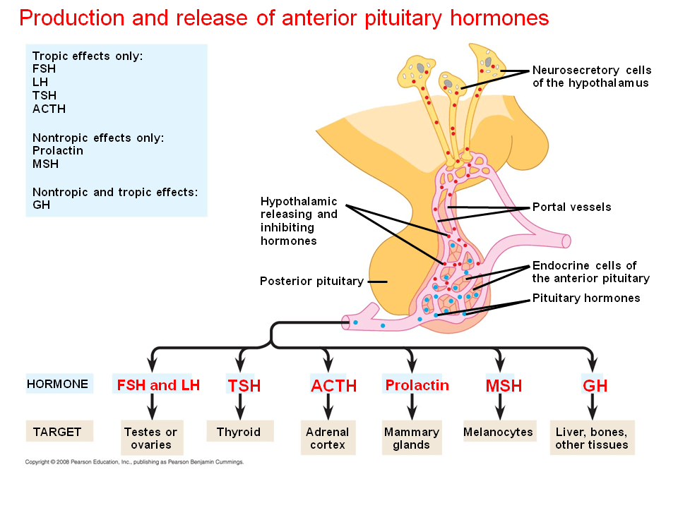 Hormones and the Endocrine System Presentation Biology