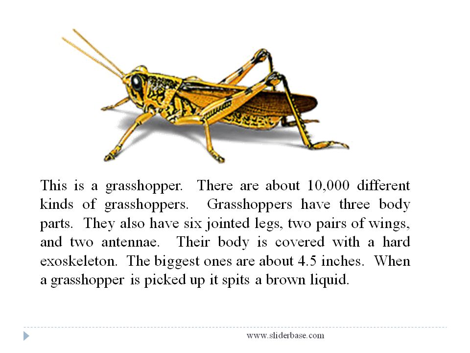 Insects Presentation Biology