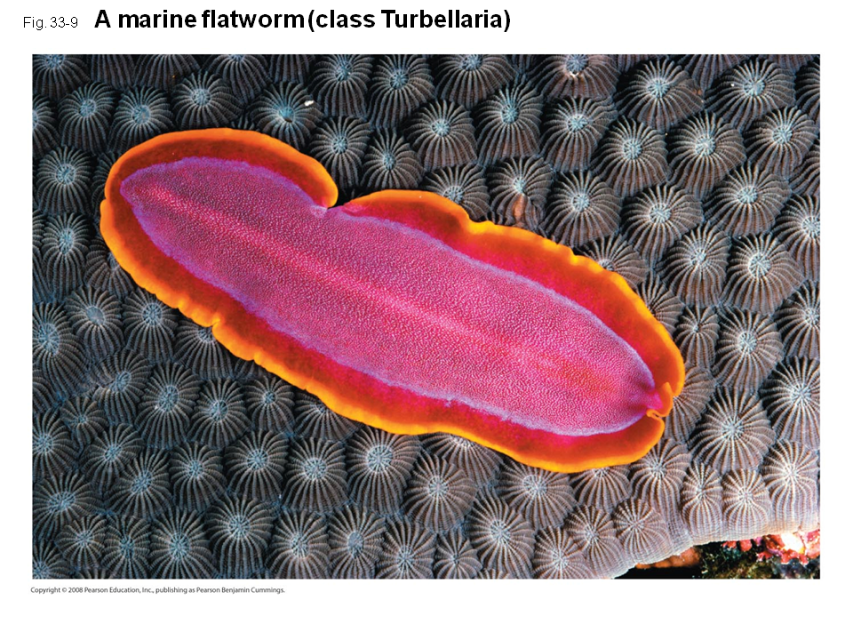 Most sponges are hermaphrodites Each individual functions as both male