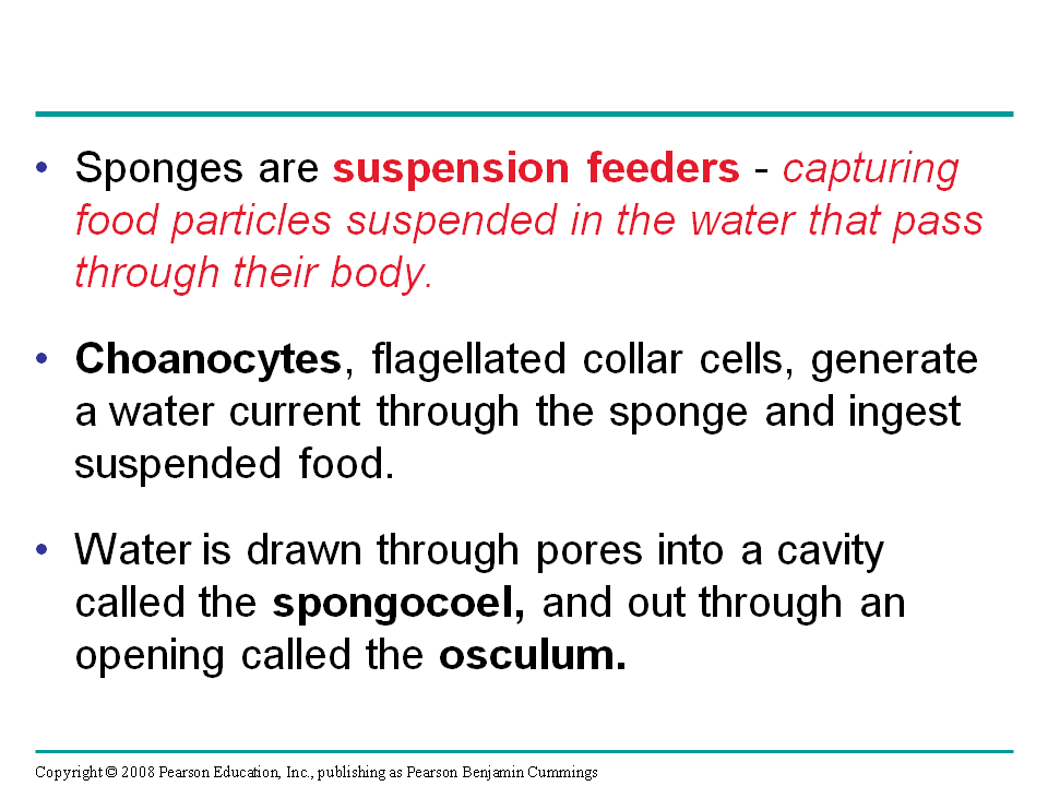 Invertebrates Presentation Biology