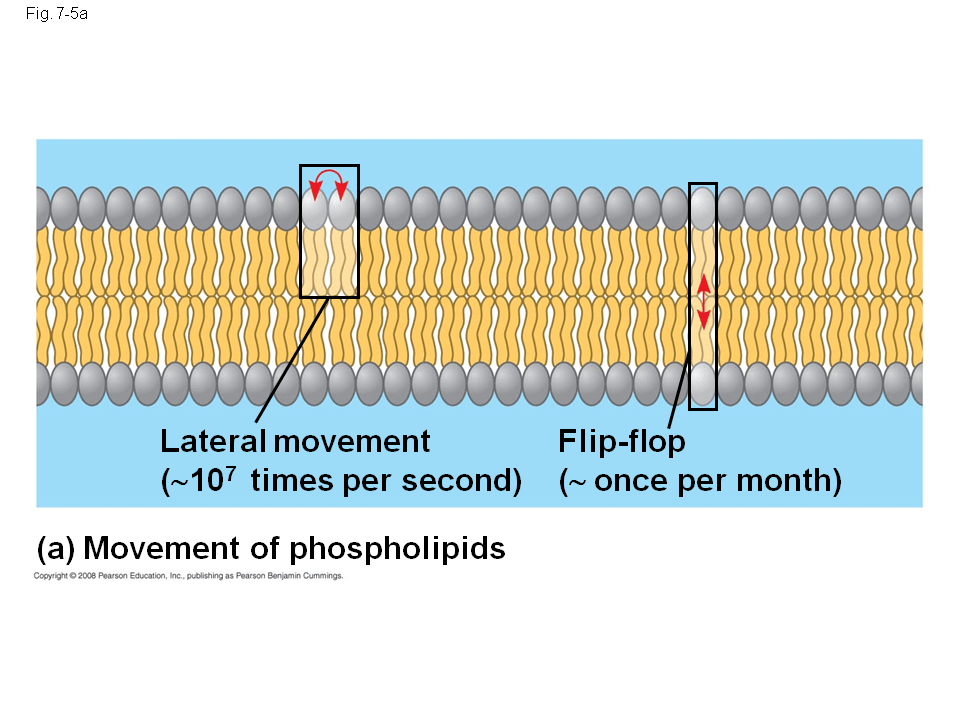 The Role of Membrane Carbohydrates in CellCell Recognition