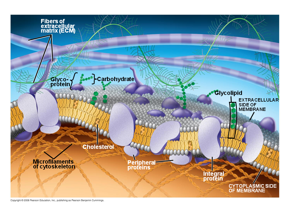 The Role of Membrane Carbohydrates in CellCell Recognition