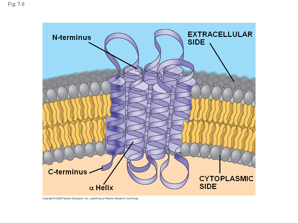 The Role of Membrane Carbohydrates in CellCell Recognition