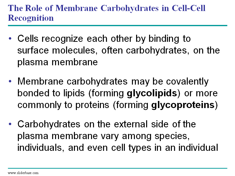 The Role of Membrane Carbohydrates in CellCell Recognition