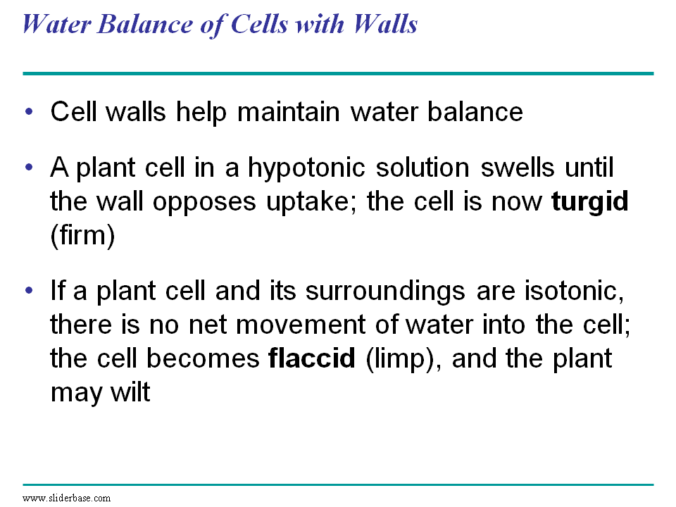 Water Balance of Cells with Walls