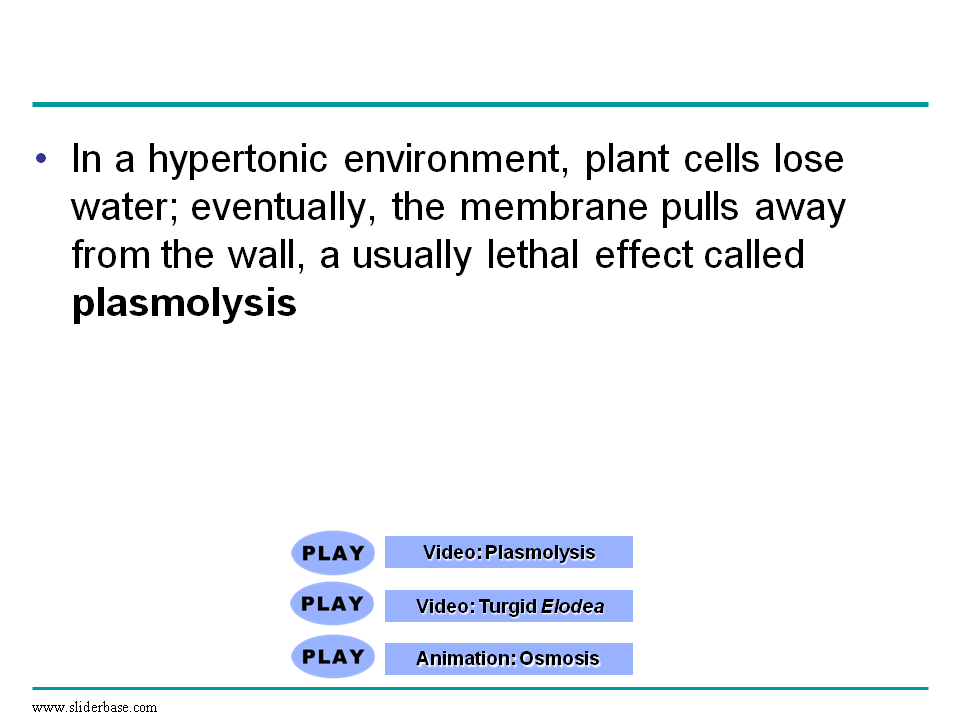 How Does A Plant Cell Flaccid Ppt Turgid Plants Are Erect