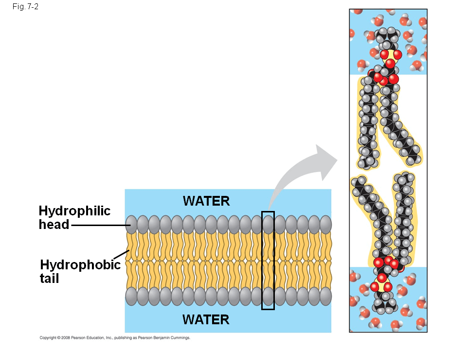 The Role of Membrane Carbohydrates in CellCell Recognition