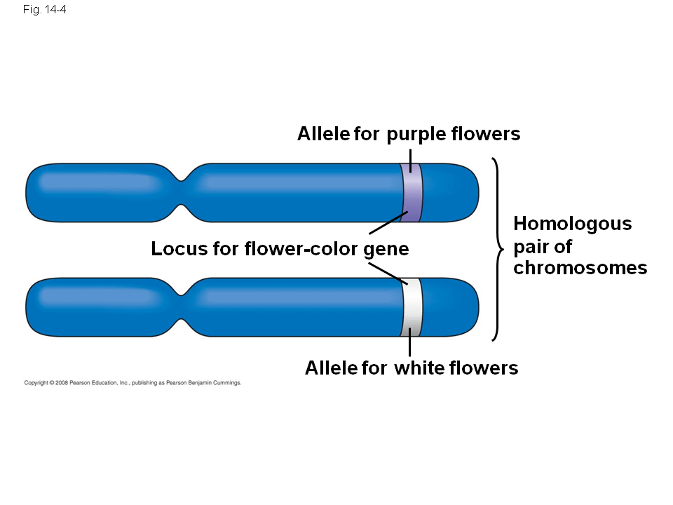 Fig. 144 Allele for purple flowers Homologous pair of chromosomes