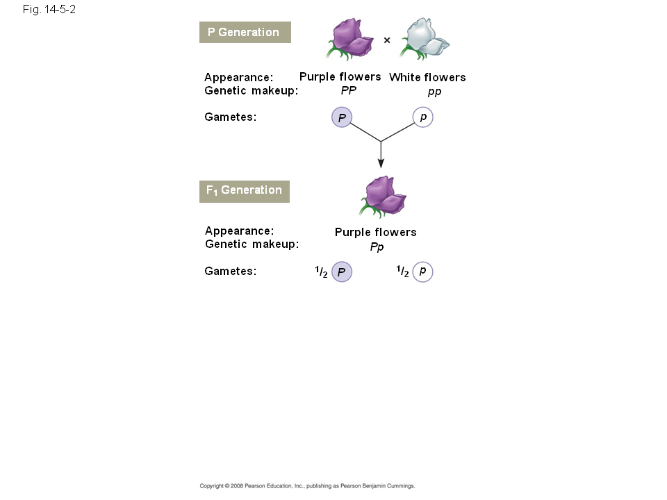 Fig. 144 Allele for purple flowers Homologous pair of chromosomes